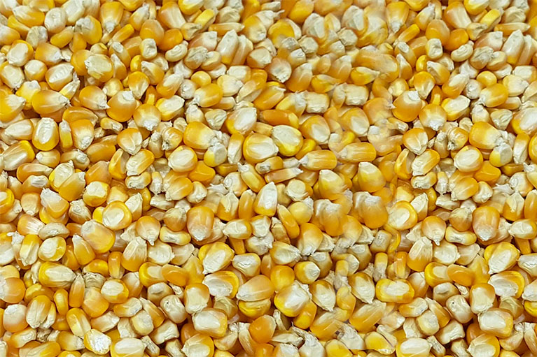 yellow-maize_767x511
